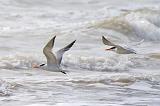 Royal Terns In Flight_41933B